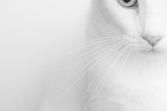 web_-210128-174346_R6_3746_01-Edit-Edit