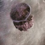 158076574_2864298347174083_5023058507331186740_n_18199478779001007